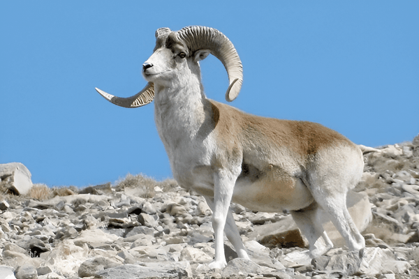 ovis-ammon-polii-2.png